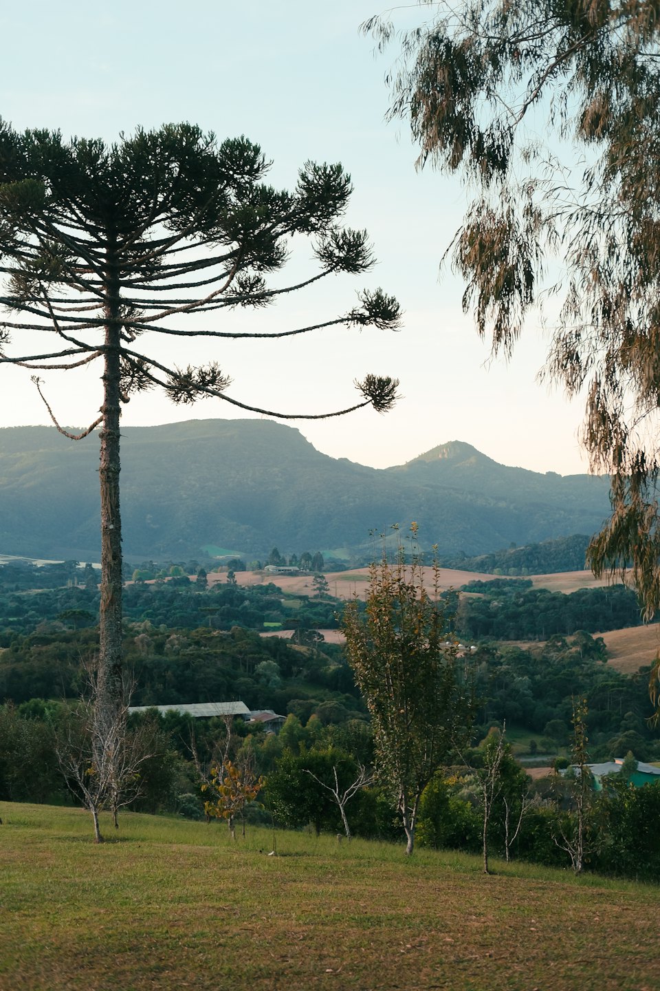 Rolling hills and distant mountains viewed through frame of trees.